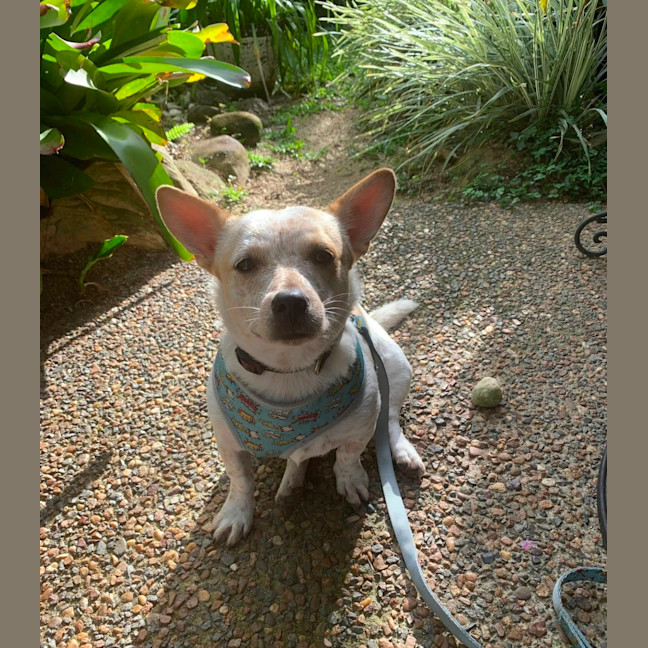 Photo of Rocco