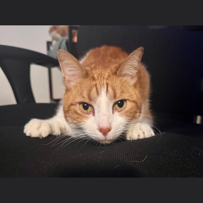 Photo of Gingie   In Foster Care In Brunswick East