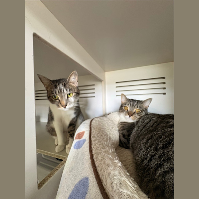 Photo of Milo & Momo
