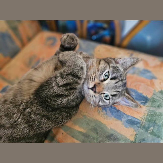 Photo of Koda