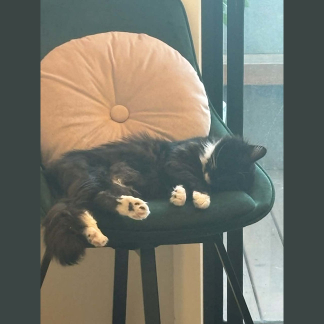 Photo of Mario *9 Lives Project Rescue*