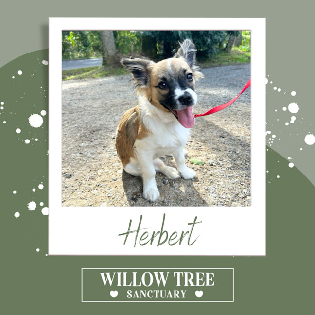 Photo of Herbert