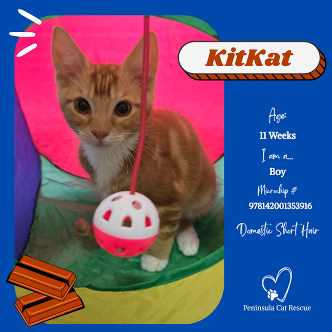 Photo of Kitkat