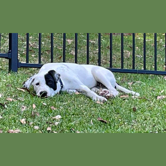 Photo of Teddy   5 Month Old Bull Arab X 