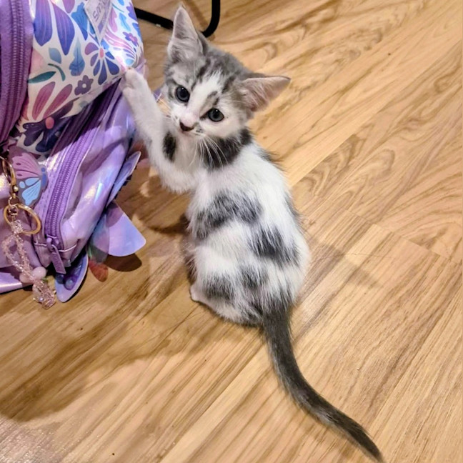 Photo of Moo