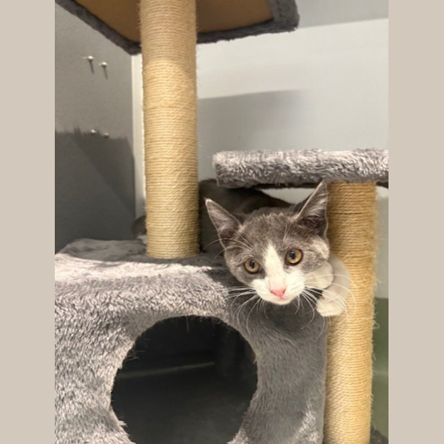 Photo of Pitsie