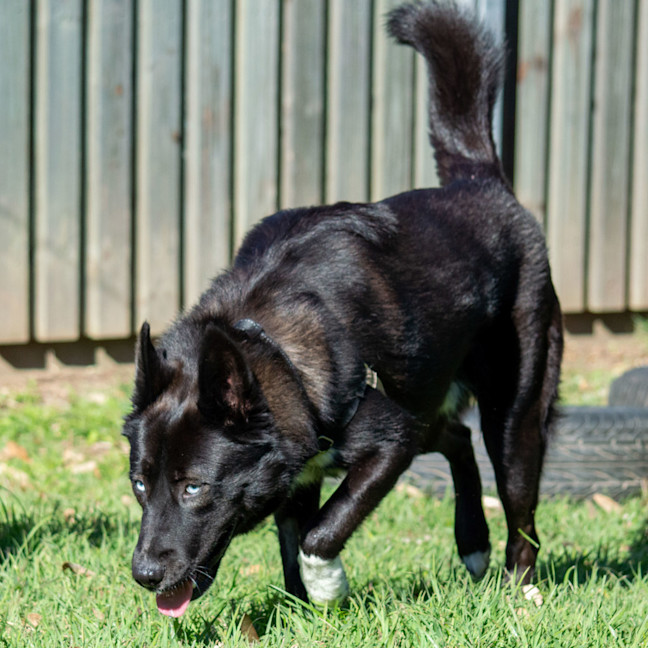 Photo of Hunter