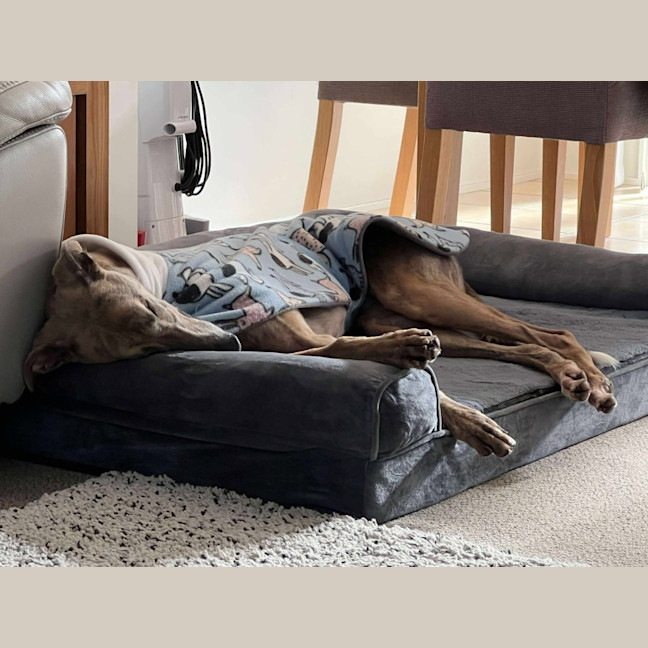 Photo of Buster, The Greyhound