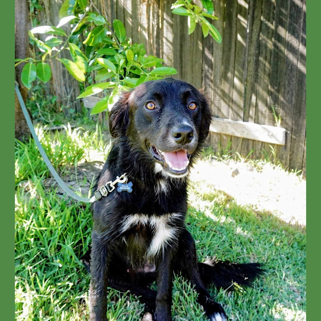 Photo of Ranger