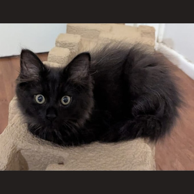 Photo of Chilli