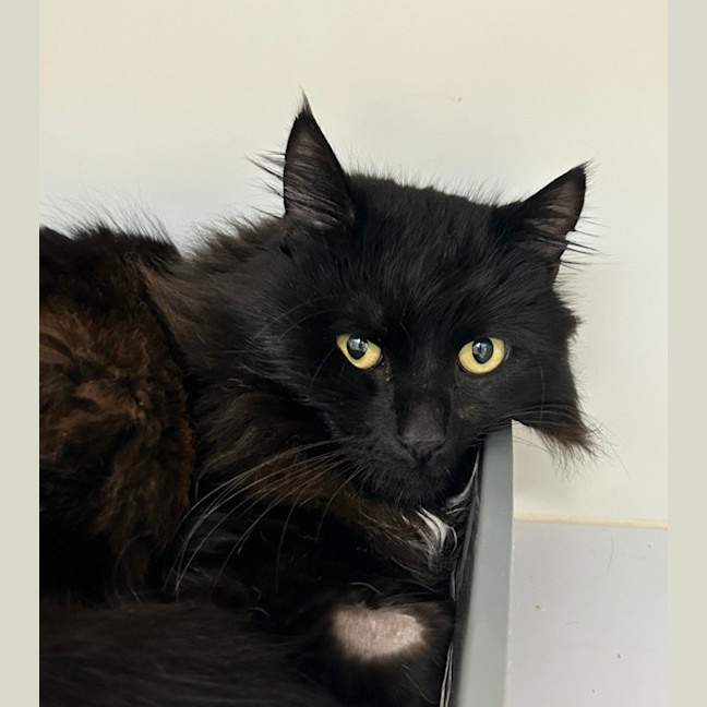 Photo of Sooty