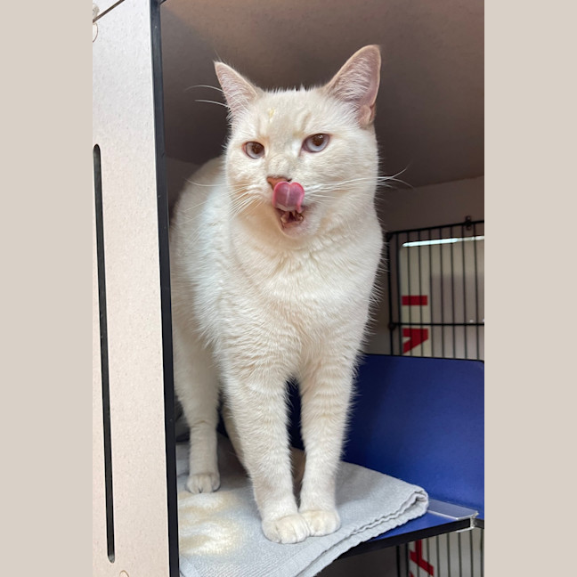 Photo of Prissy