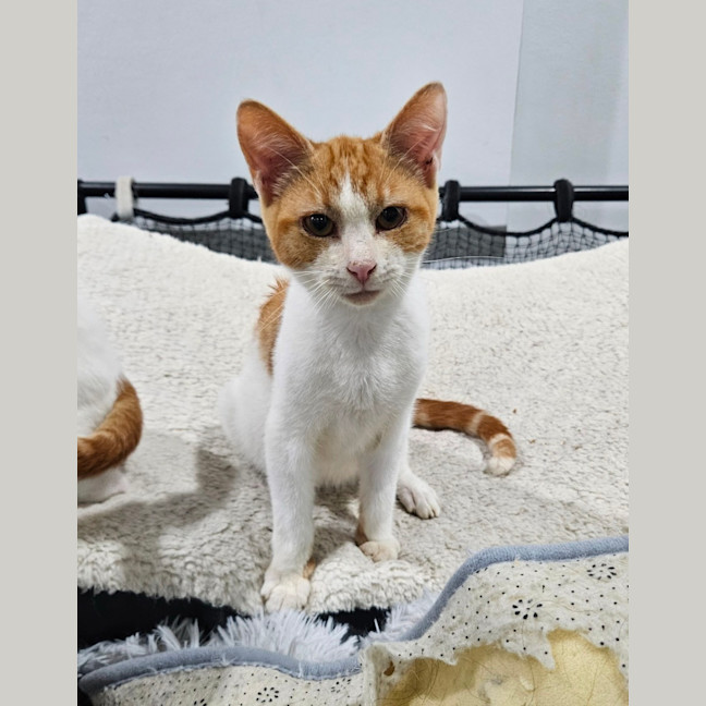 Photo of Ollie