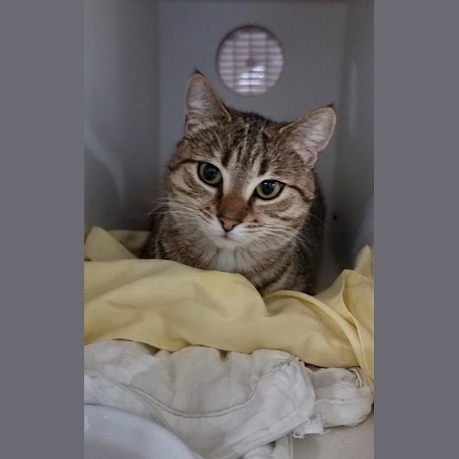 Photo of Daphne