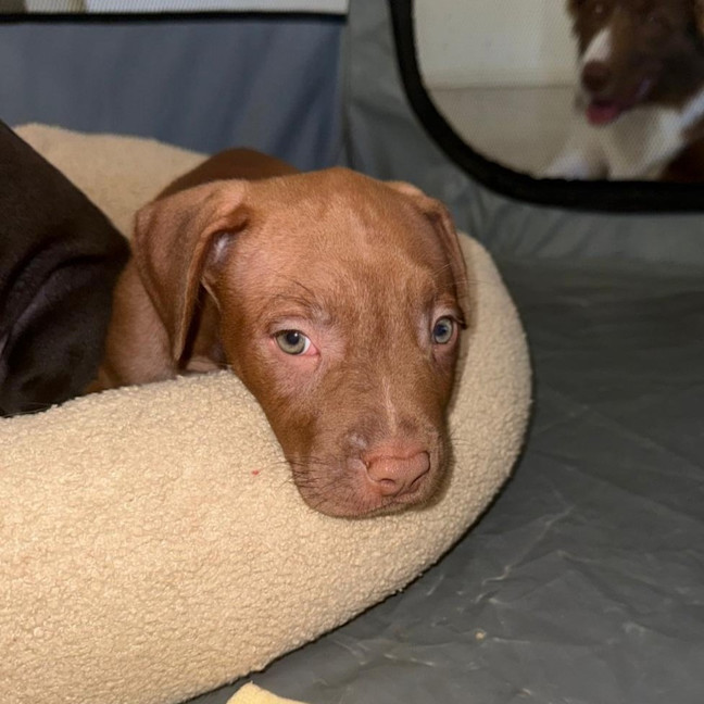 Photo of Harvey