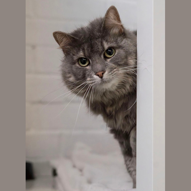 Photo of Luna