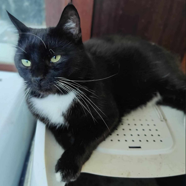 Photo of Jett