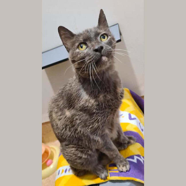 Photo of Smokey