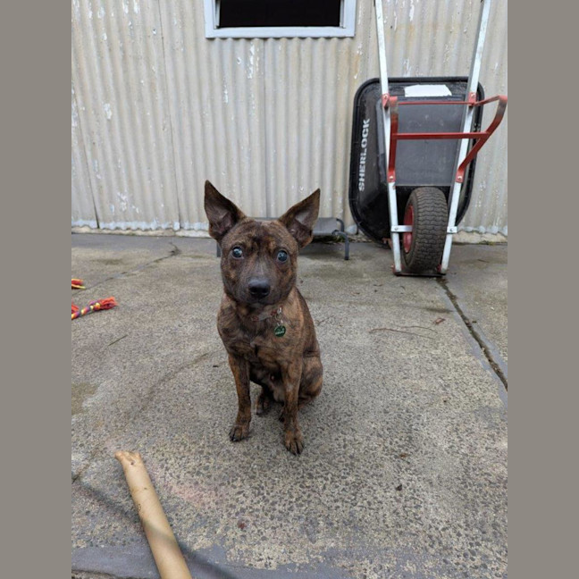 Photo of Horace Silvanus