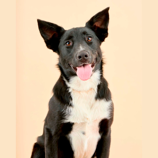 Photo of Cosmo