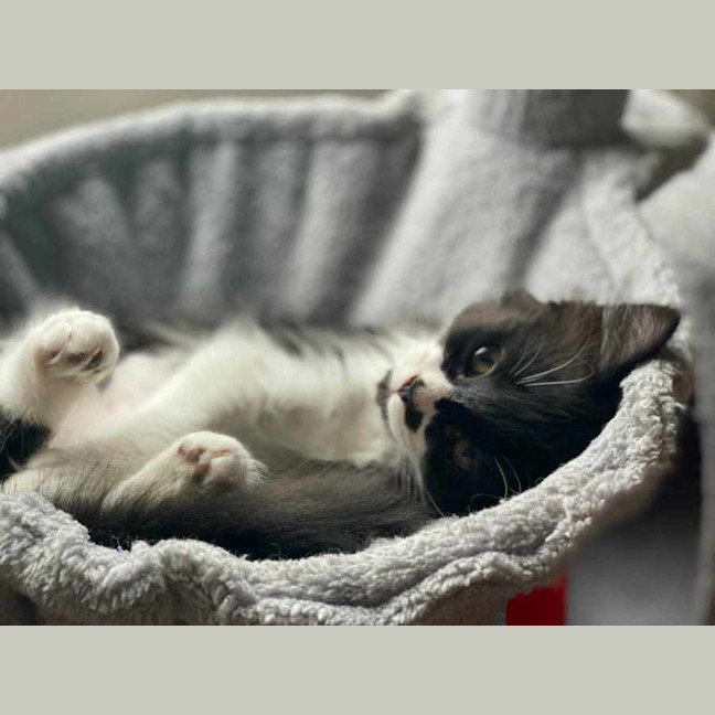 Photo of Smudge