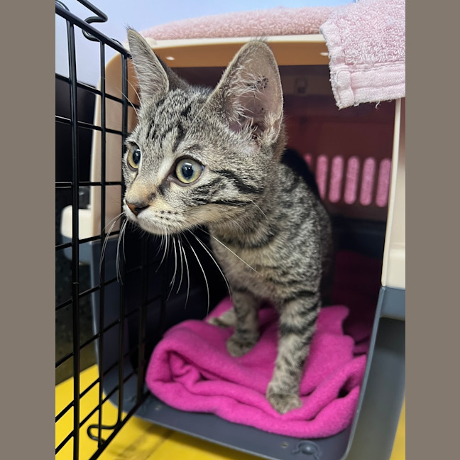 Photo of Luna