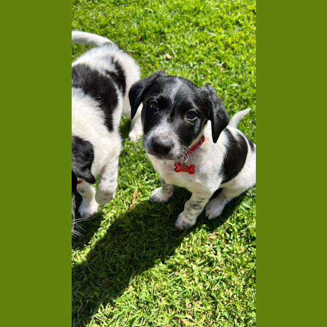 Photo of Luna