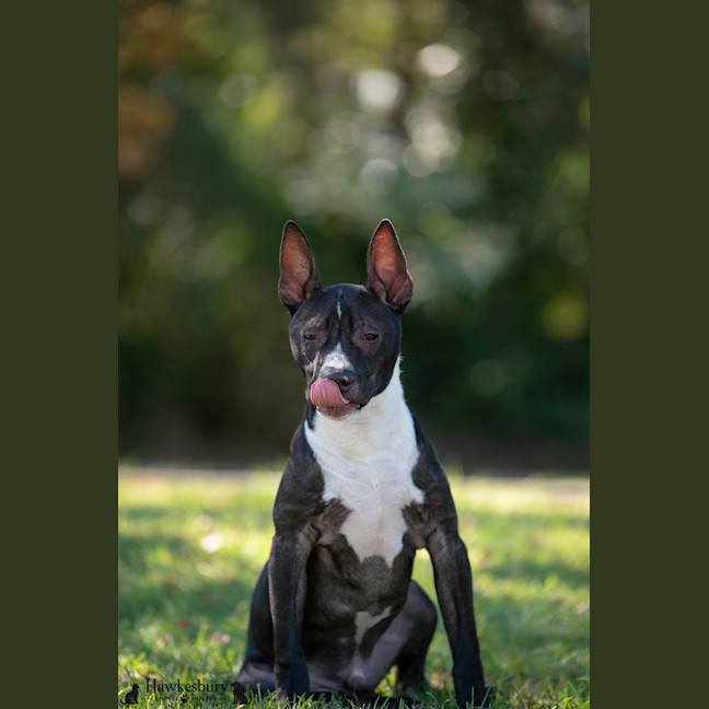 Photo of Darcy