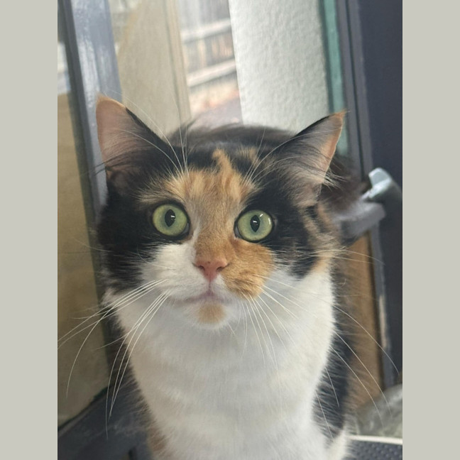 Photo of Jemima   In Foster Care In Ashburton