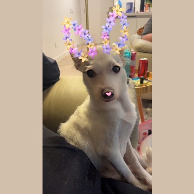 Photo of Buddy