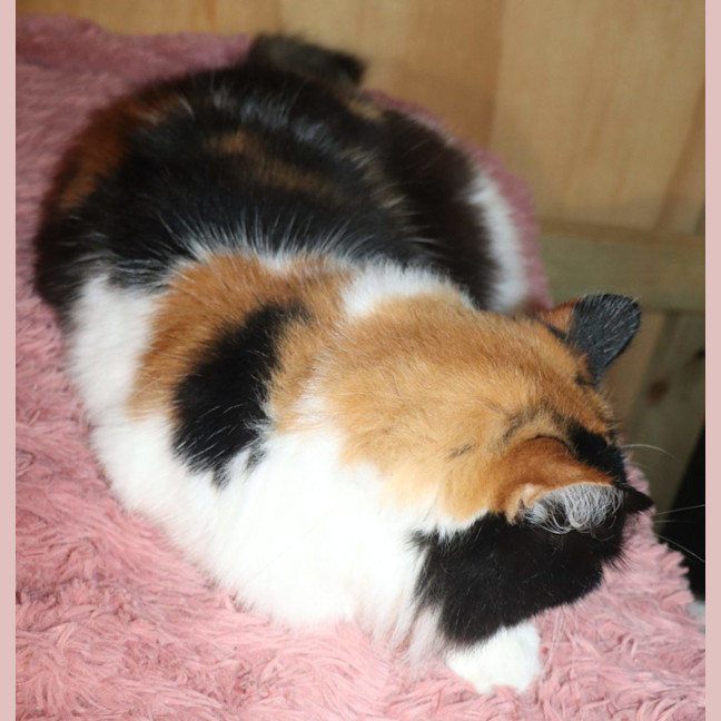 Photo of Heidi   Now At Pet Quarters Thornton