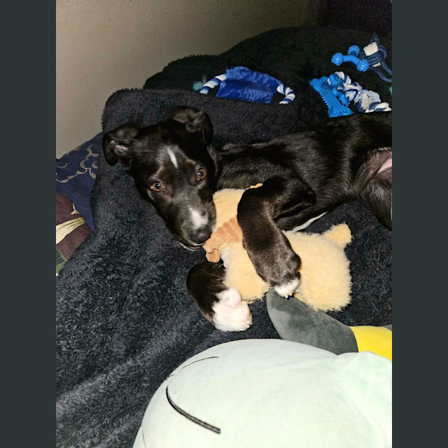Photo of Wren