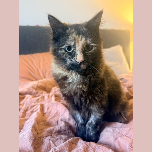 Photo of Torracat
