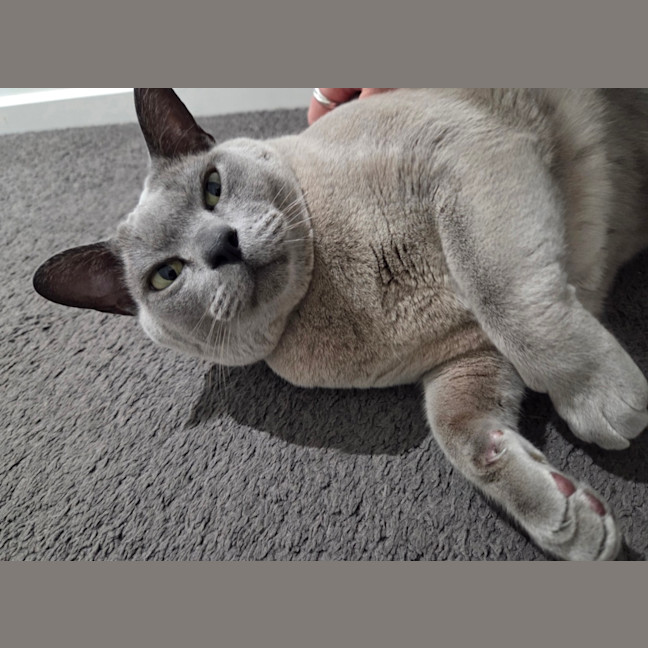 Photo of Chappy