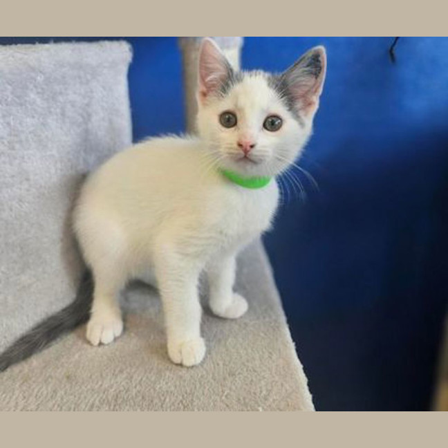 Photo of Mochi