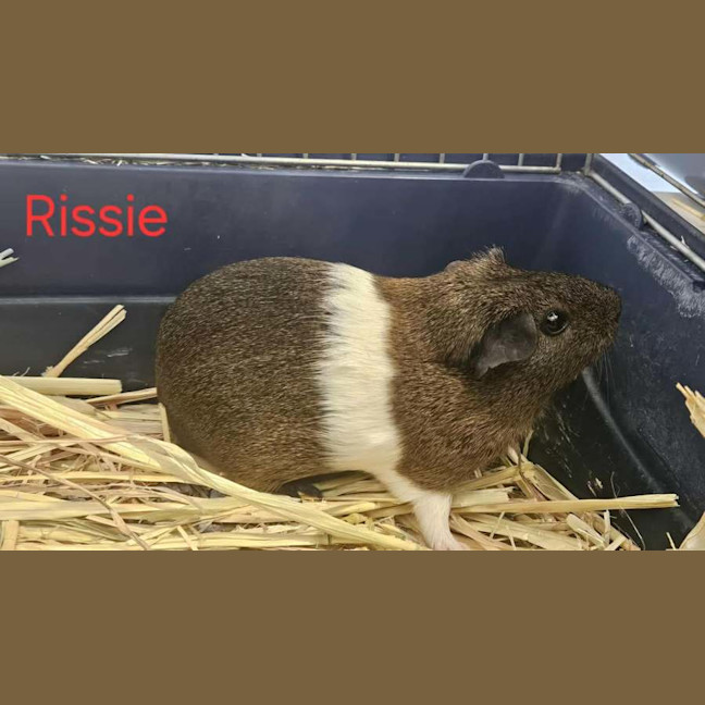 Photo of Rissie & Bobbie