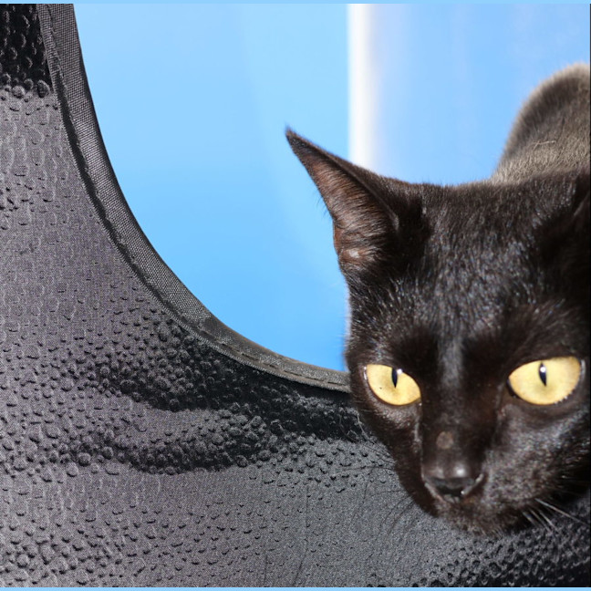 Photo of Julie   Now At Pet Quarters Glendale