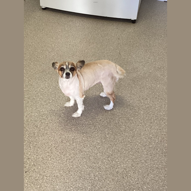 Photo of Polly   4 Year Old Chihuahua