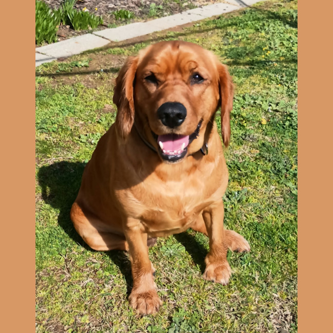 Photo of Sage