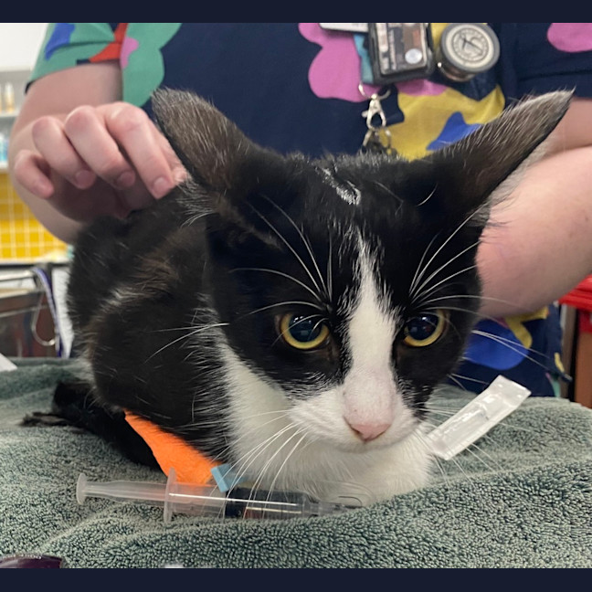 Photo of Sprout
