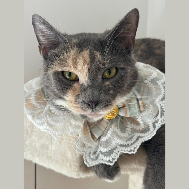 Photo of Aliera