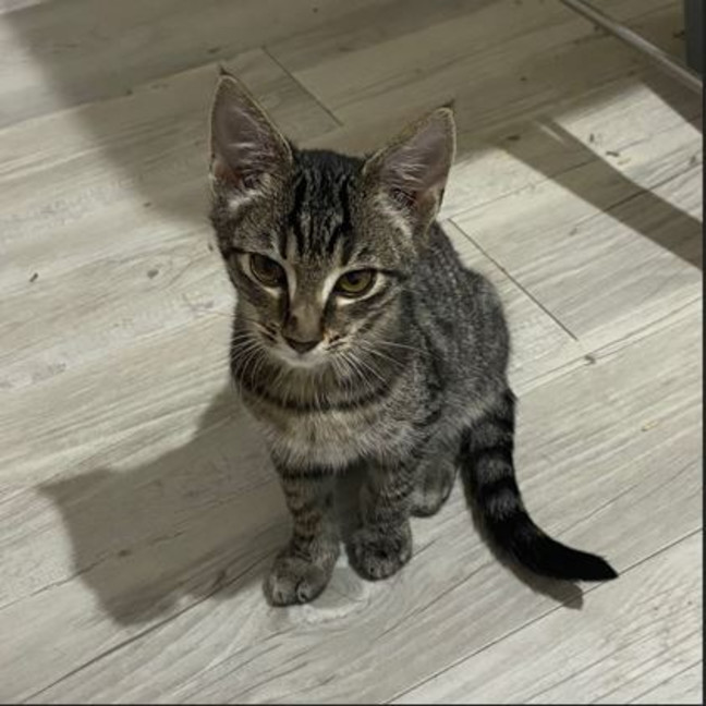 Photo of Pedro