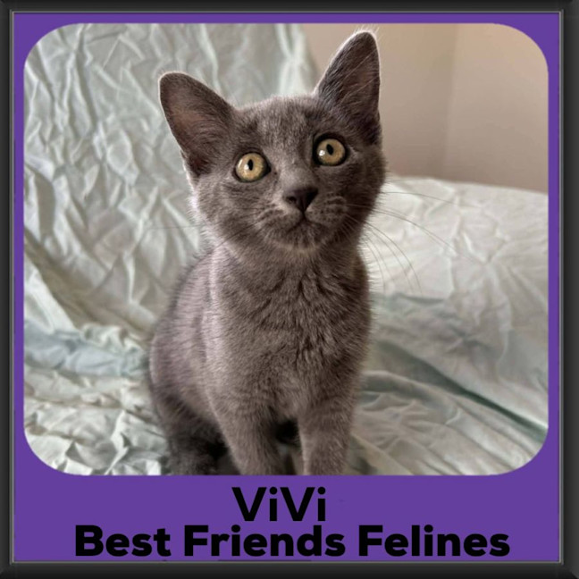 Photo of Vivi