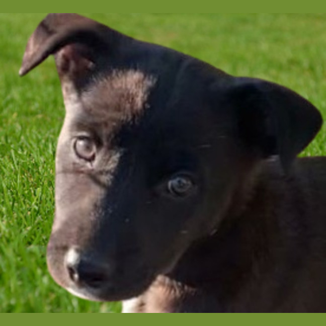 Photo of Rosie ~ 8 Week Old Border Collie X, Puppy