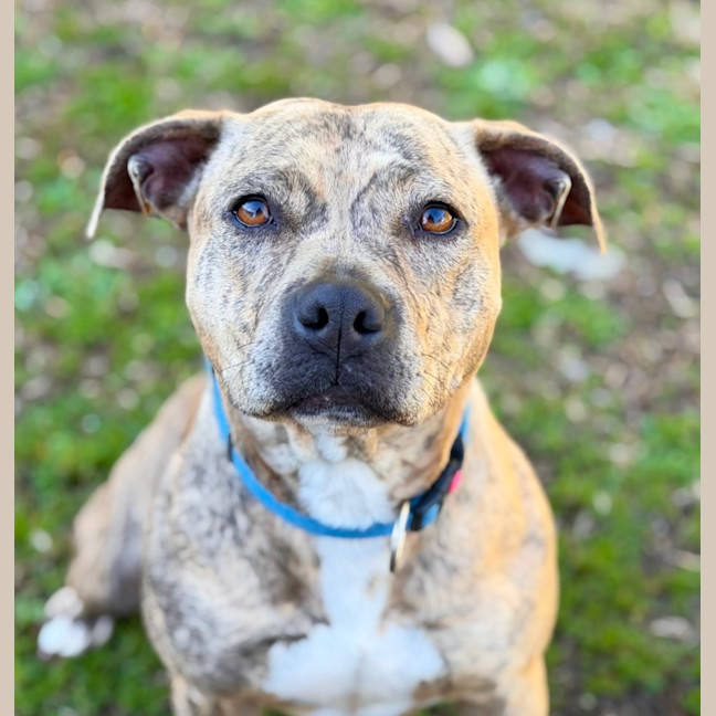 Photo of Sabre