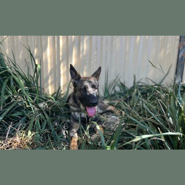 Photo of Maple