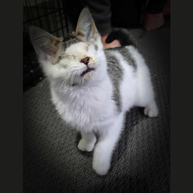 Photo of Ray Charles