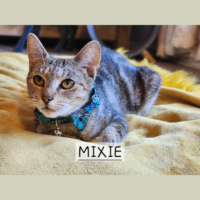Photo of Mixie 