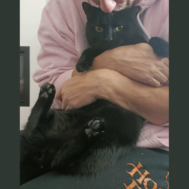 Photo of Winston   13 Year Old Domestic Short Hair