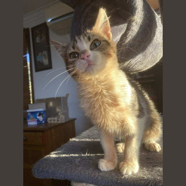 Photo of Pancake